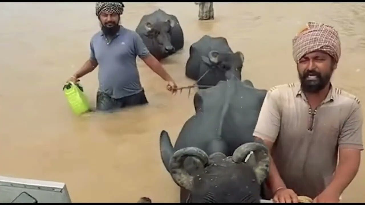 We Are Not Fukre music video song mp4 mobile download